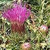 Kratzdistel Stengellose